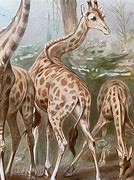 Image result for Wild Animal Prints