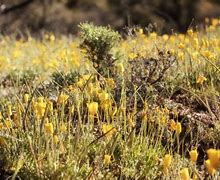 Image result for Gila NM Poppies