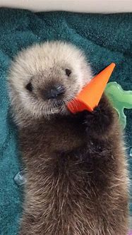 Image result for Sea Otter Babies