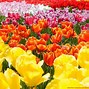 Image result for Spring Flowers Screensavers Wallpaper