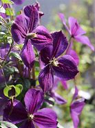 Image result for Clematis Star of India