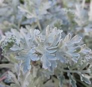Image result for Artemisia absinthium Lambrook Silver