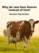 Image result for Funny Cows Eating
