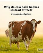 Image result for Explain Cow Meme