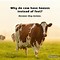 Image result for Dairy Cow Jokes