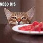 Image result for Treat Cat Meme