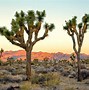 Image result for Joshua Tree National Park