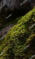Image result for Luminous Moss