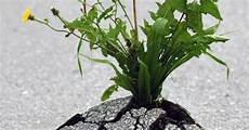 fiori tra l asfalto isola natura un fiore tra l asfalto fiori tra l asfalto isola natura un fiore tra l asfalto
