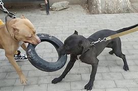 Image result for Real Pitbull Dog Fights