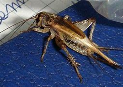 Image result for Types of Crickets