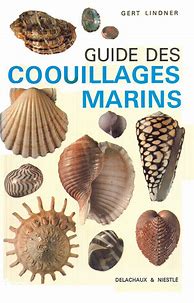Image result for Le Coquillage
