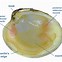 Image result for Clam Anatomy Diagram