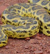 Image result for Yellow Anaconda