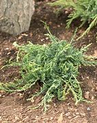 Image result for Juniperus horizontalis Wiltonii