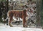 Image result for Siberian Tiger Killing