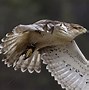 Image result for Ferruginous Hawk