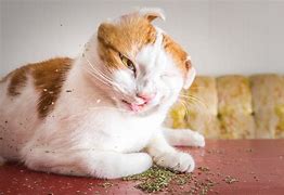 Image result for Cat Doing Catnip
