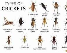 Image result for Chinese Cricket Insect