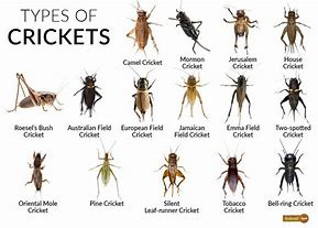 Image result for Different Types of Crickets