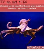 Image result for Octopus Nope Meme