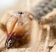 Image result for Australian Camel Spider