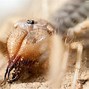 Image result for Middle Eastern Camel Spider
