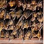 Image result for Dog-Faced Fruit Bat
