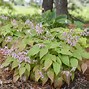 Image result for Epimedium Pretty in Pink