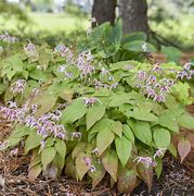 Image result for Epimedium Pretty in Pink