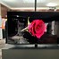 Image result for 15 Inch TV Sharp