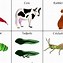 Image result for Bird Food Chain