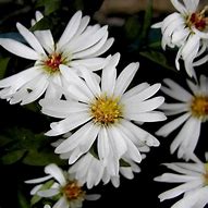 Image result for Aster rugulosus Asrugo