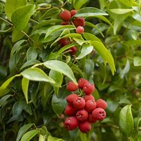 Image result for Syzygium