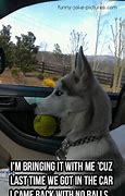 Image result for Funny Dog Balls
