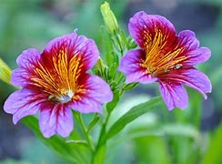 Image result for Flores