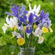 Image result for Dutch Flower Bulbs