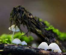 Image result for Mushroom Grip Camera
