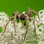 Image result for Wolf Spider vs Brown Recluse Look Alikes