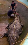Image result for World Record Biggest Crocodile