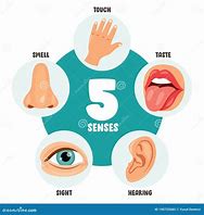 Image result for Body Five Senses