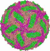 Image result for Dengue Virus