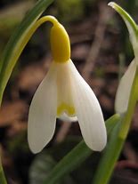 Image result for Galanthus Schorbuser Lampion