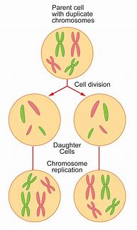 Image result for Symbols for 2 Cells
