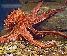 Image result for The Biggest Octopus On Earth