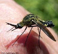 Image result for "bee-flies"