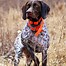 Image result for Hunting Dog Puppies