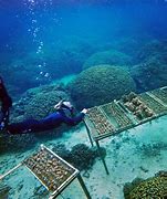 Image result for China-ASEAN Marine College of Marine Science Science