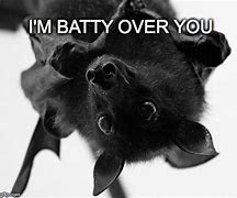 Image result for Cat Batty Meme