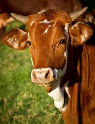 Image result for Field of Cows